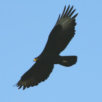 Verreaux's Eagle